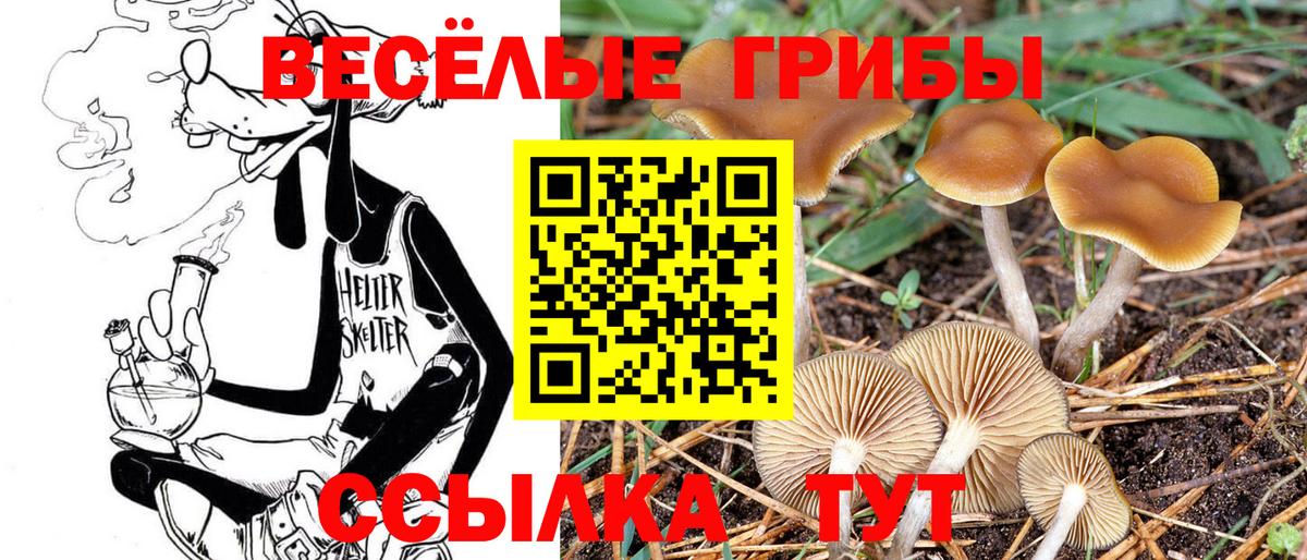 Галлюциногенные грибы Psilocybe  Вход с VPN  хочу наркоту  Калининград 